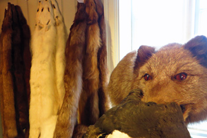 Polarfuchsmuseum in Island