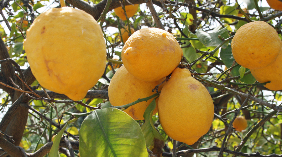 Zitronen in Zypern
